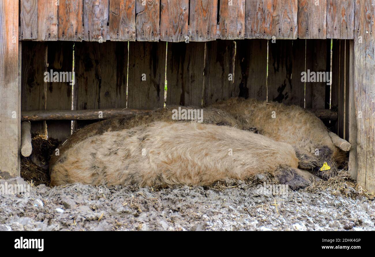 Wollige Schweine schlafen in einem offenen Holzhaus Stockfoto
