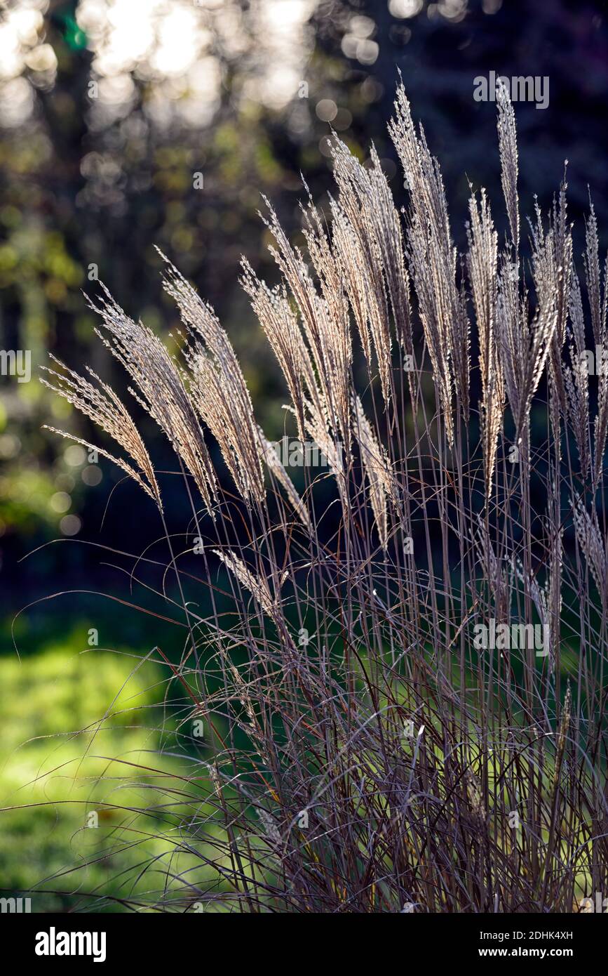 Calamagrostis × acutiflora Karl Foerster,Federschilfgras Karl Foerster,Calamagrostis stricta,Winter,hinterleuchtet,Hintergrundbeleuchtung,Ziergras,Ornamentgras,Ornamenta Stockfoto