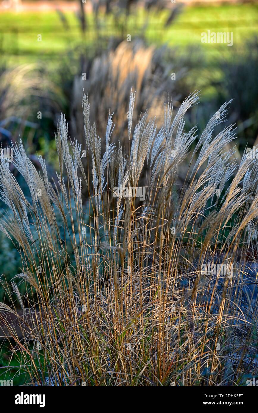 Calamagrostis × acutiflora Karl Foerster,Federschilfgras Karl Foerster,Calamagrostis stricta,Winter,hinterleuchtet,Hintergrundbeleuchtung,Ziergras,Ornamentgras,Ornamenta Stockfoto