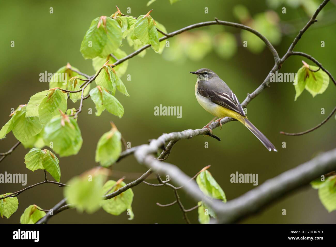 Gebirgsstelze sitzt auf Buchenzweig, (Motacilla cinera), Stockfoto