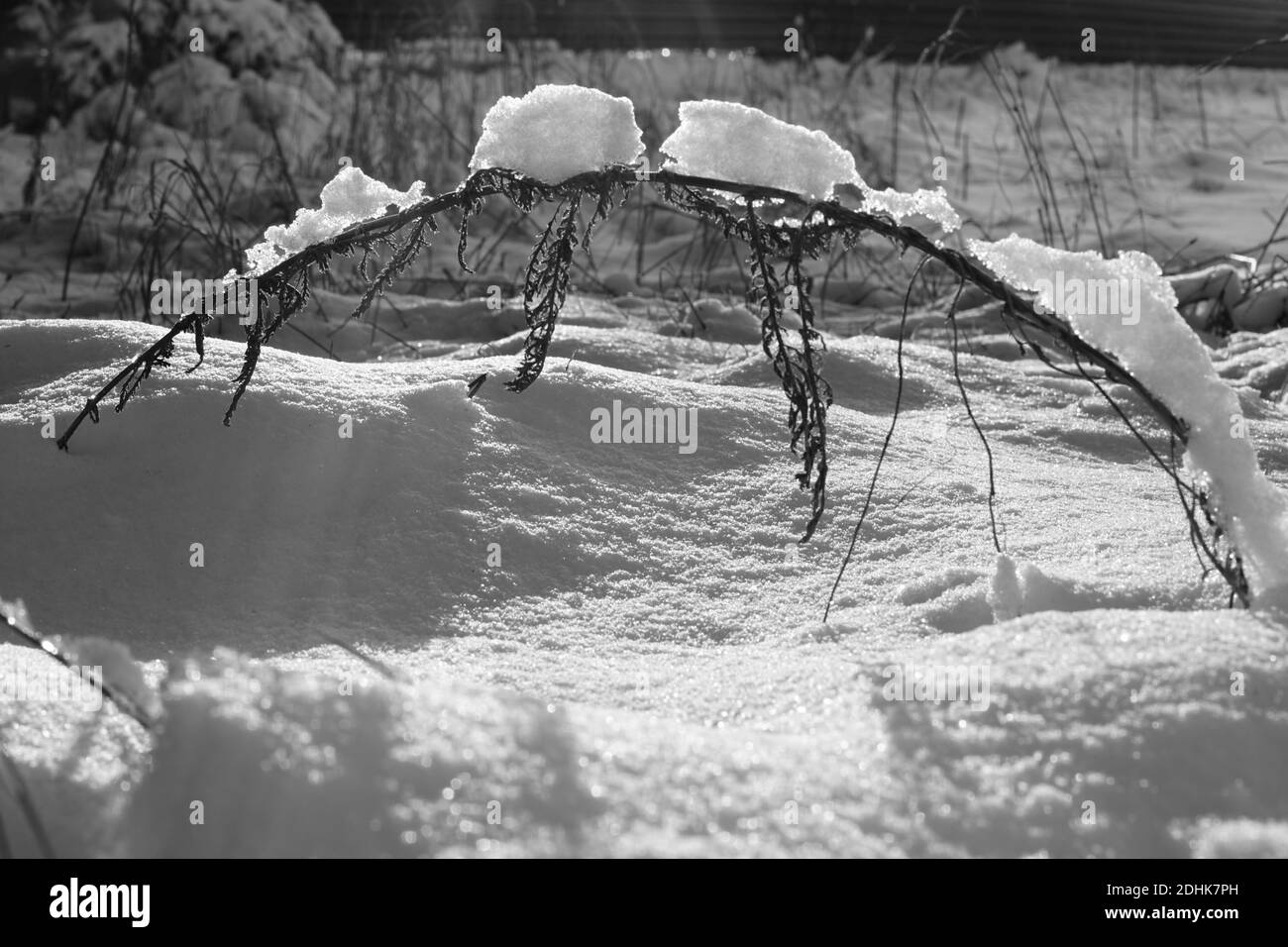 Trockenes Gras im Schnee wächst auf einem weißen schneebedeckten Feld Stockfoto