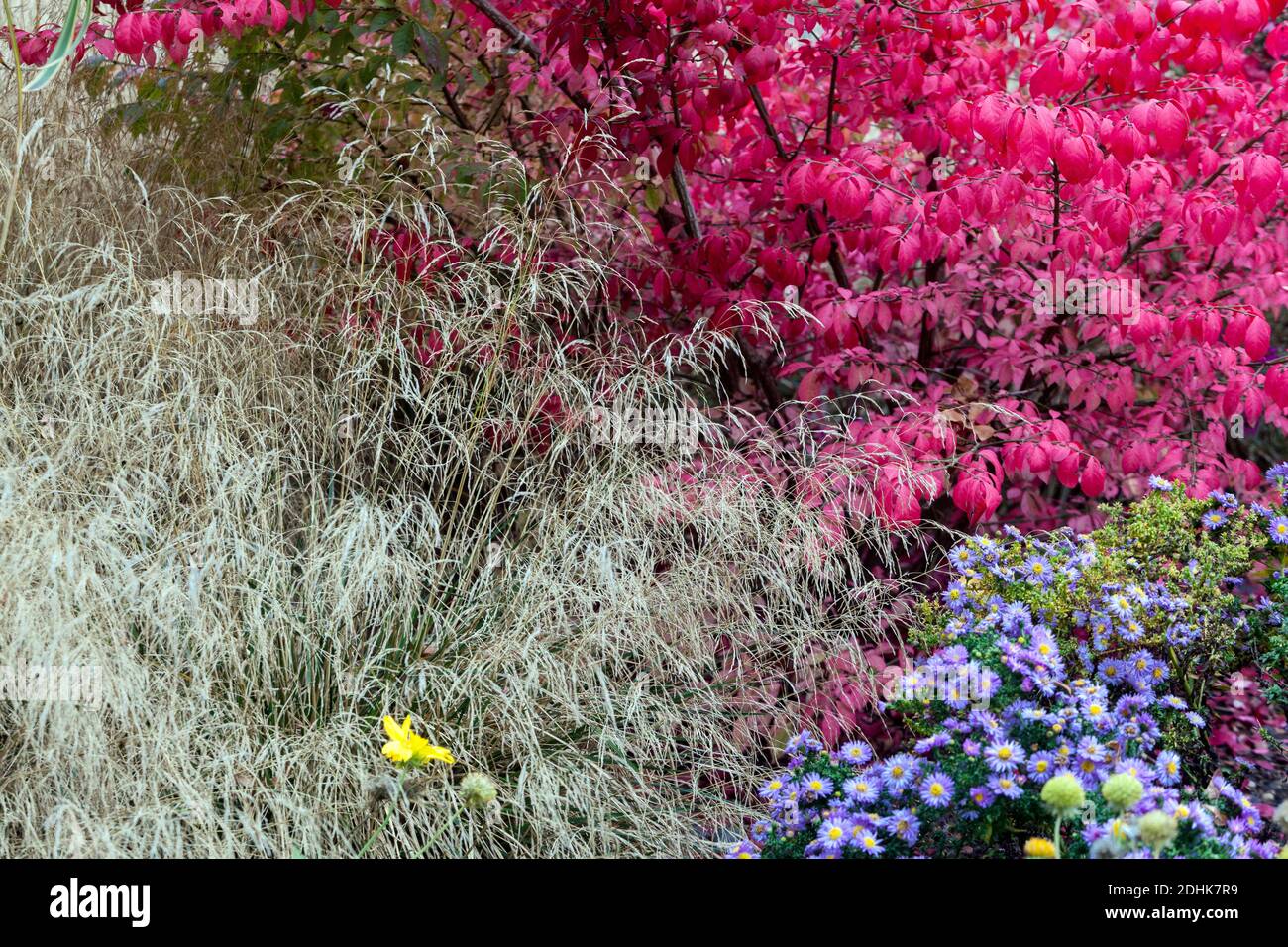 Euonymus alatus Herbstgrenze Gartenaster und Ziergras in Blumenbeet Herbstfarben Herbstblick Stockfoto