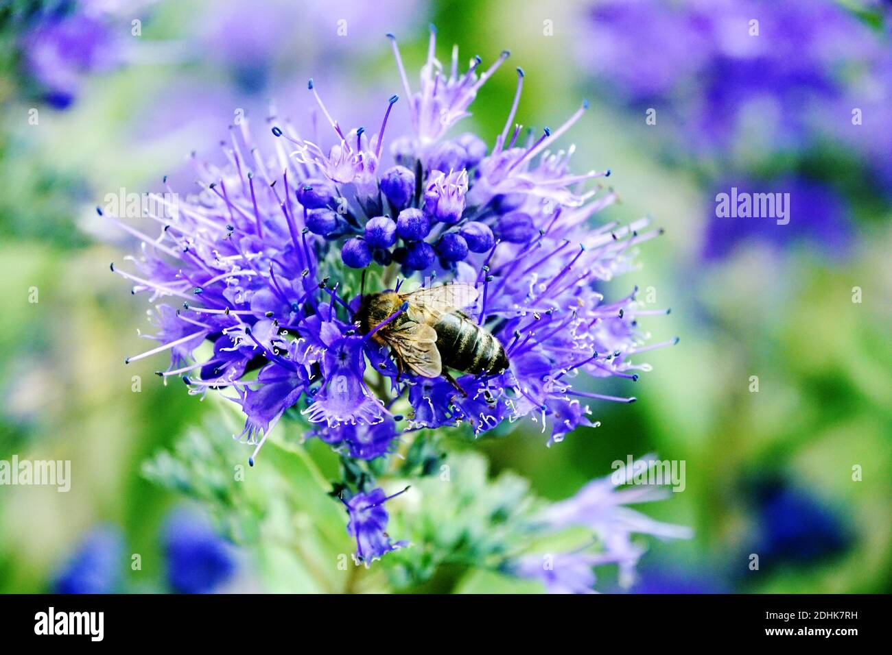 „Heavenly Blue“ Caryopteris-Biene auf Blume Stockfoto