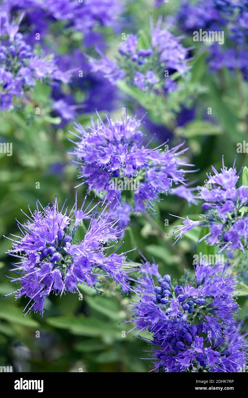 Caryopteris clandonensis „Heavenly Blue“ Stockfoto