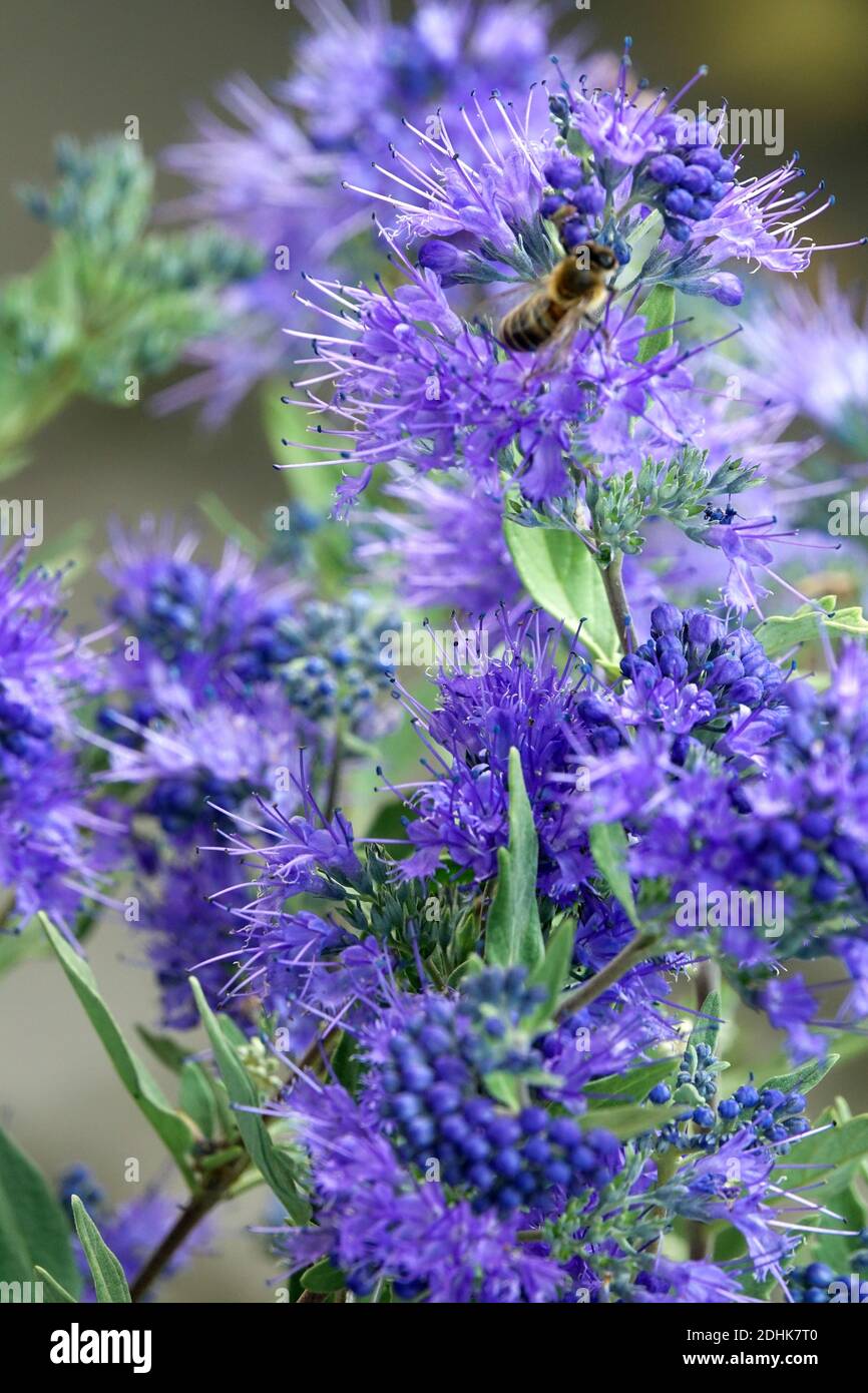 Caryopteris x clandonensis „Heavenly Blue“ APIs mellifera European Honey Bee Honigbiene Worker on Flower Inseect Blaubart Stockfoto