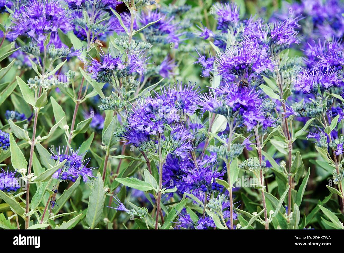 Caryopteris „Heavenly Blue“ blühender Sträucher Stockfoto