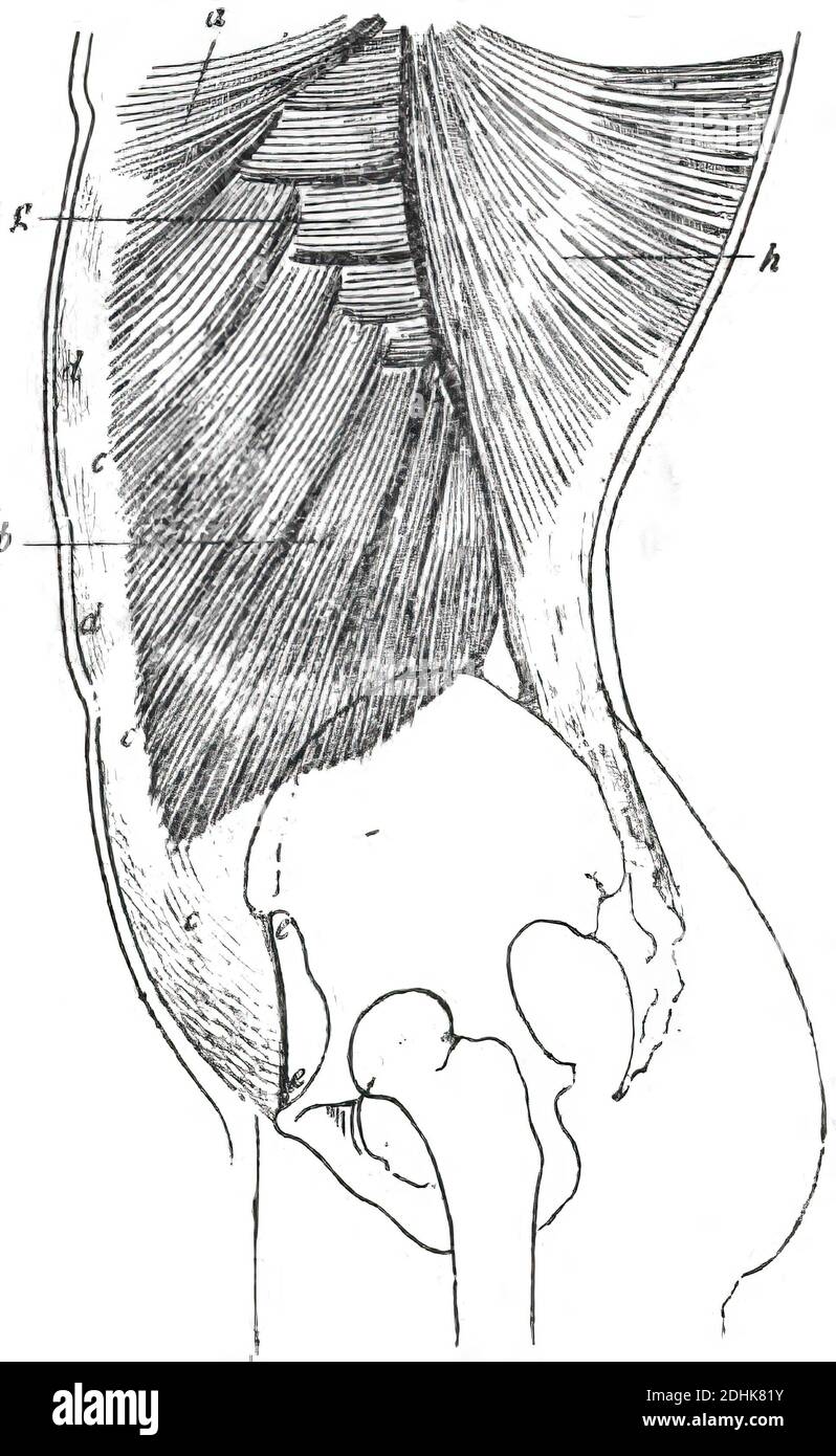 Der äußere schräge Muskel - topographische Anatomie Stockfoto