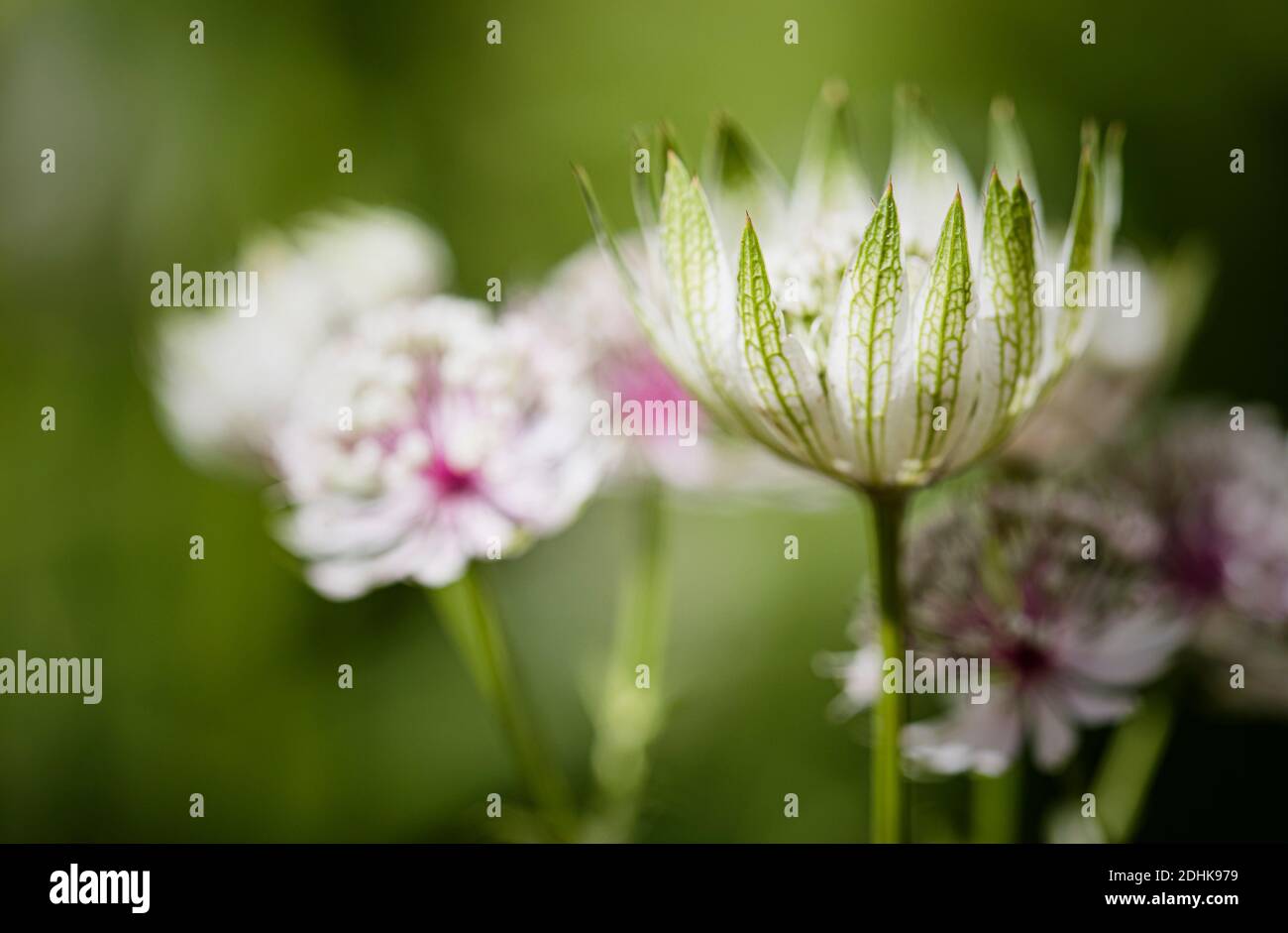 Astratia 'Great Masterwort', Astratia Major, bärenfarbene Blüten, die im Freien wachsen. Stockfoto