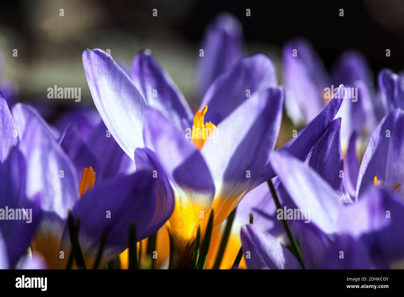 Krokusse Frühling Schönheit Sonnenschein Stockfoto