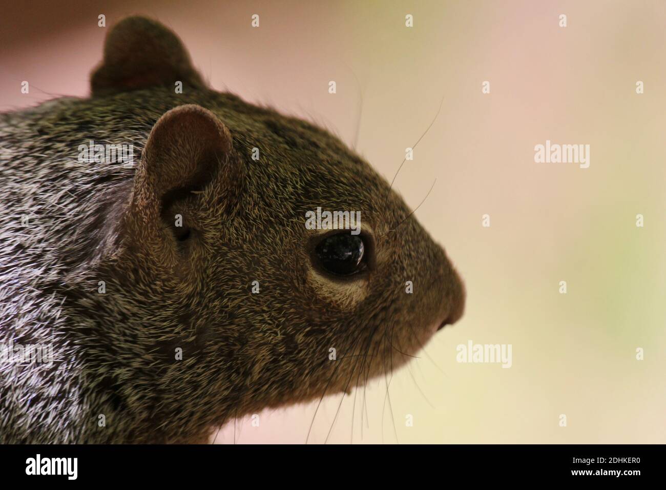 Niedliche Eichhörnchen Stockfoto