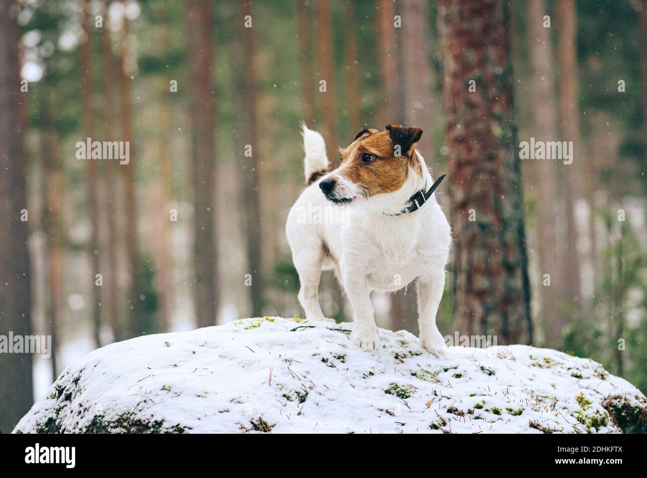 Während der Wanderung im Wald Hund steht auf großen Stein unter Fallender Schnee am Wintertag Stockfoto