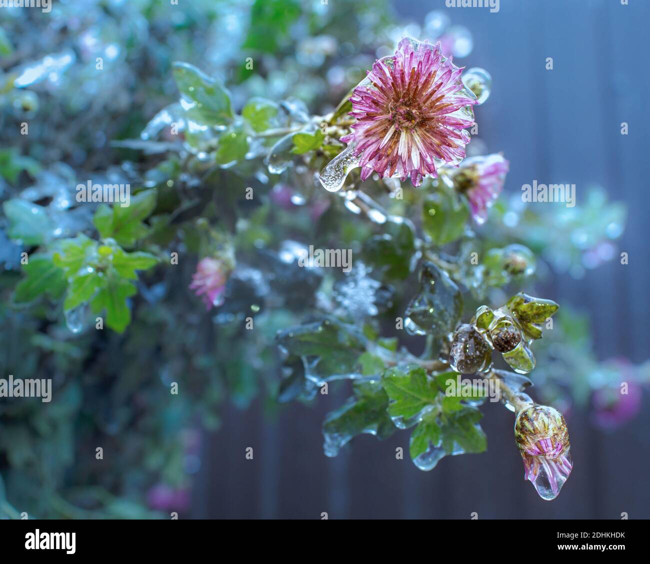 Gefrorene Blumen, die durch eisigen Regen draußen entstehen. Soft-Focus-Technik Stockfoto
