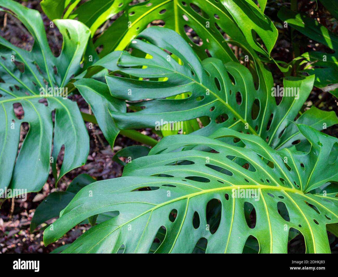 Groblttrige Pflanze mit Lchern, genannt Ksepflanze (Monstera deliciosa  Stockfotografie - Alamy