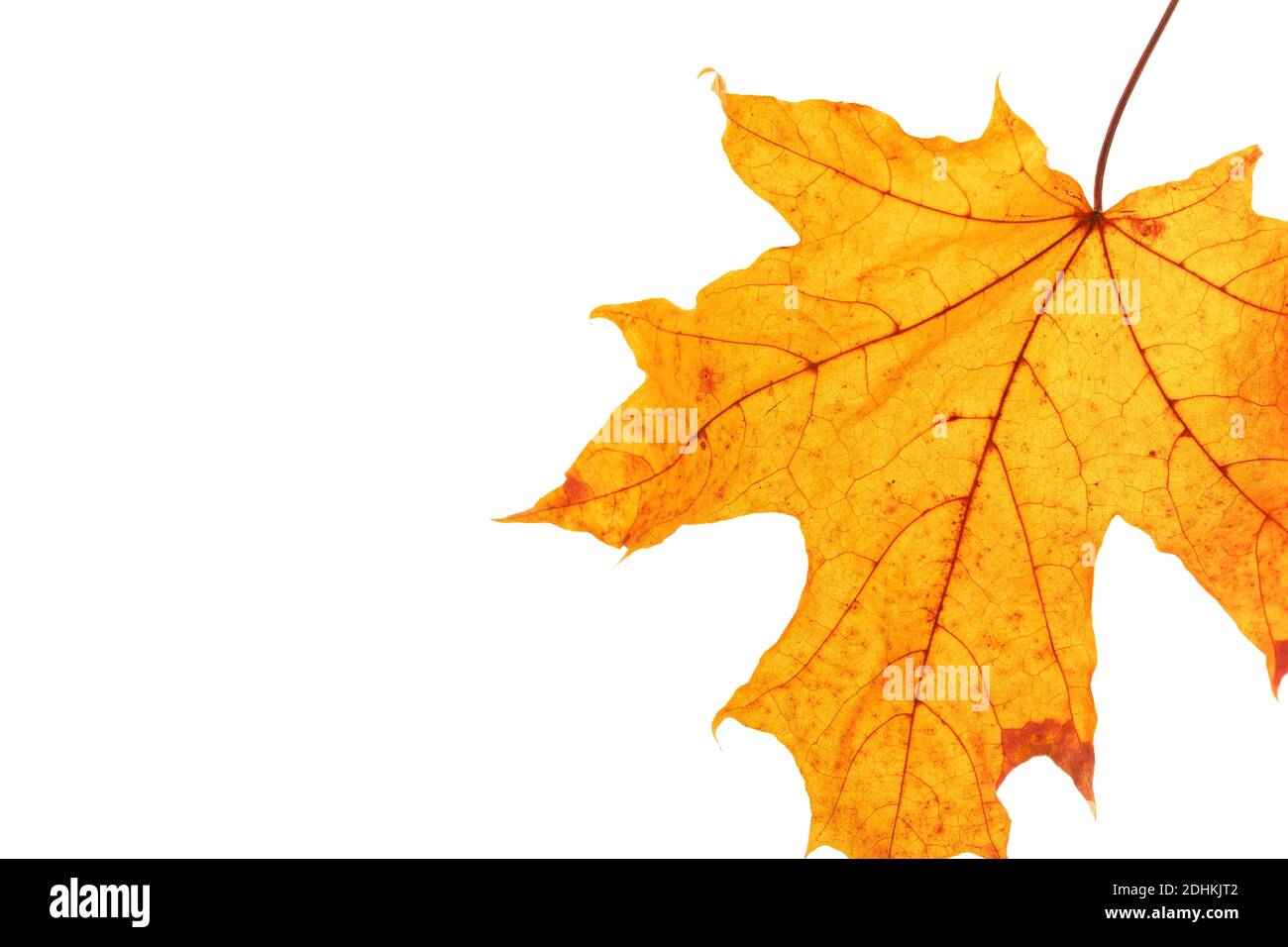 Grafische Blattstruktur, Muster, goldener und gelber Glanz. Stockfoto