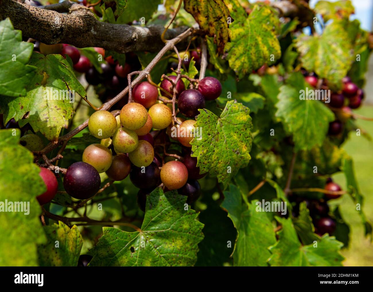 Muscadine Trauben wachsen im südlichen Florida in einem Weinberg Stockfoto
