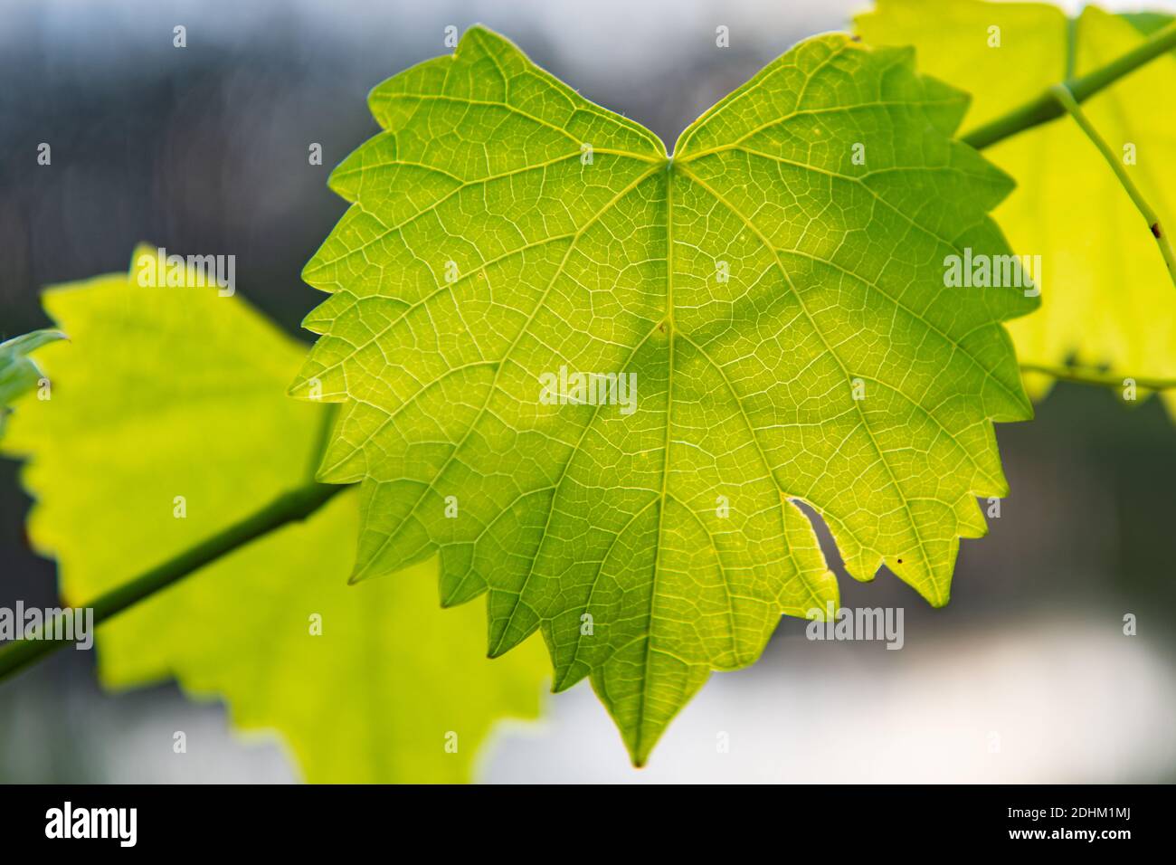 Muscadine Trauben wachsen im südlichen Florida in einem Weinberg Stockfoto