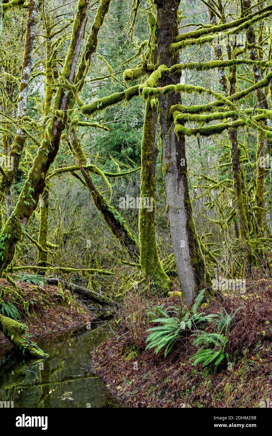 Moos bedeckte Äste von Big Leaf Ahornbäumen, Squamish River Valley, British Columbia, Kanada Stockfoto