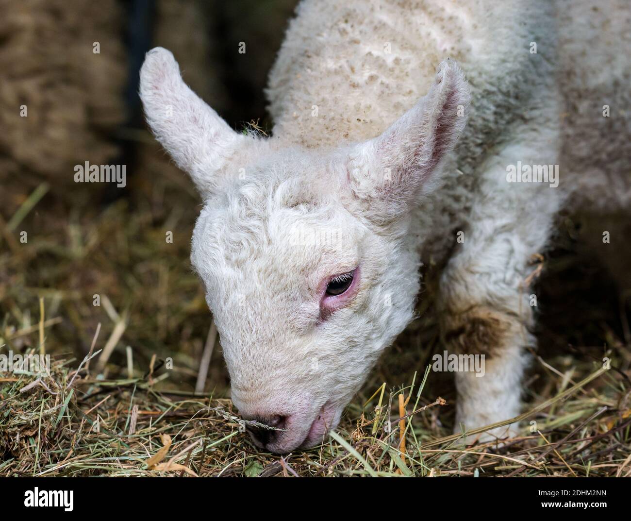Nahaufnahme von neugeborenen Lamm in Scheune mit Heu, England, Großbritannien Stockfoto