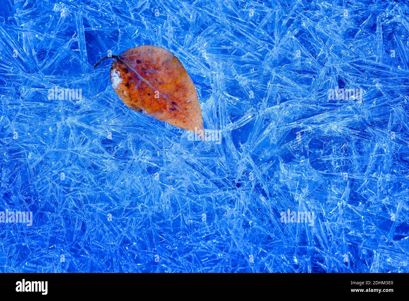 Blatt auf Eiskristallen gefrorenen Bach oder Bach Wasser Winter Stockfoto