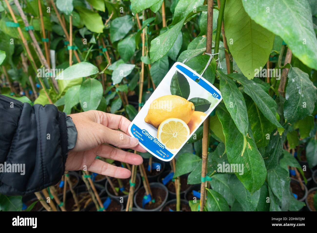 Frau schaut auf Citrus Limona Zitronenbaum im Gartencenter. Stockfoto