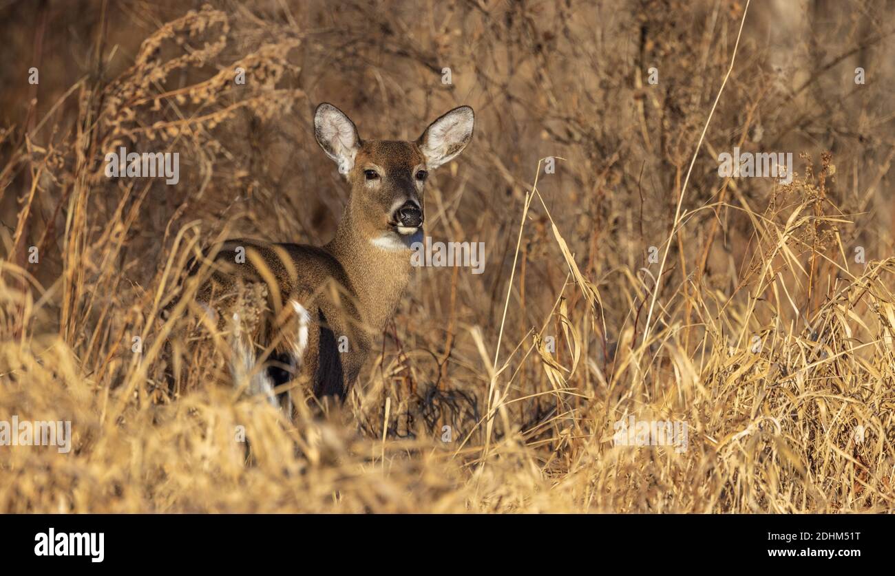 Weißschwanz-Rehe vermischt sich mit dem getrockneten Laub. Stockfoto