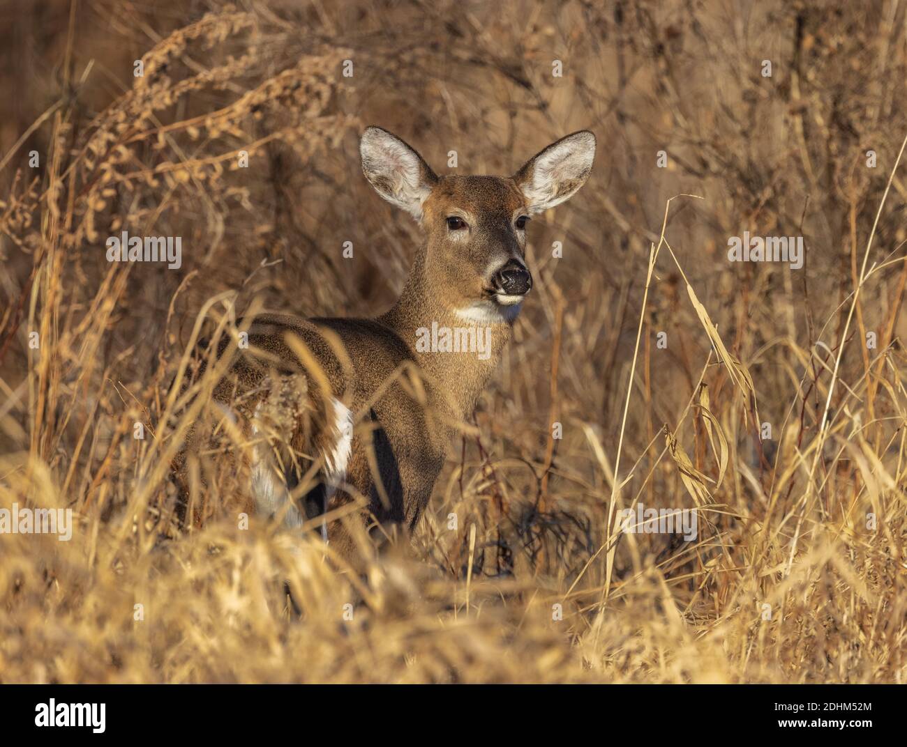 Weißschwanz-Rehe vermischt sich mit dem getrockneten Laub. Stockfoto