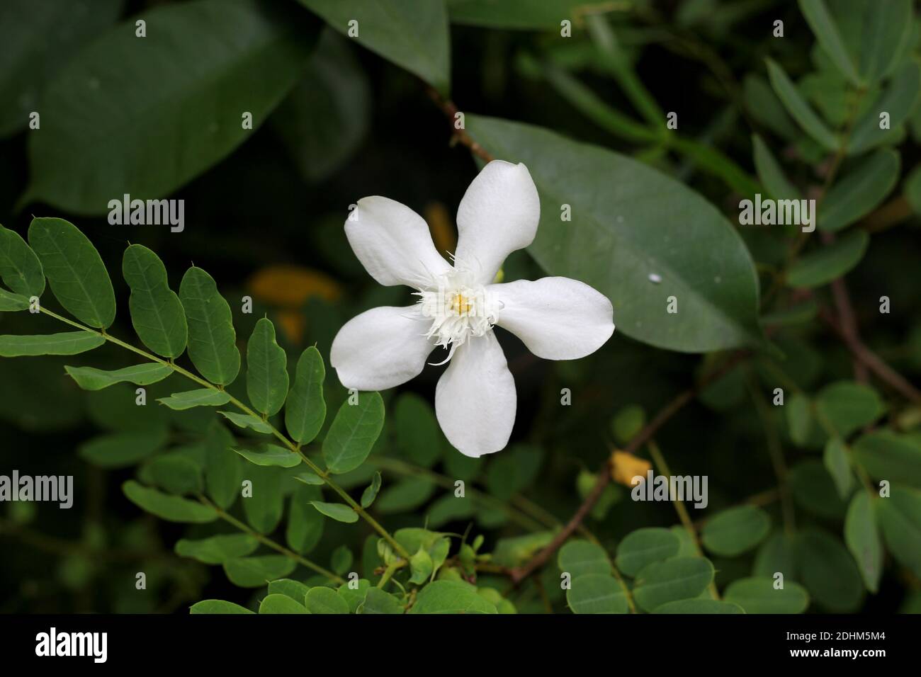 Weiße Blume in grünen Blättern Hintergrund Stockfoto
