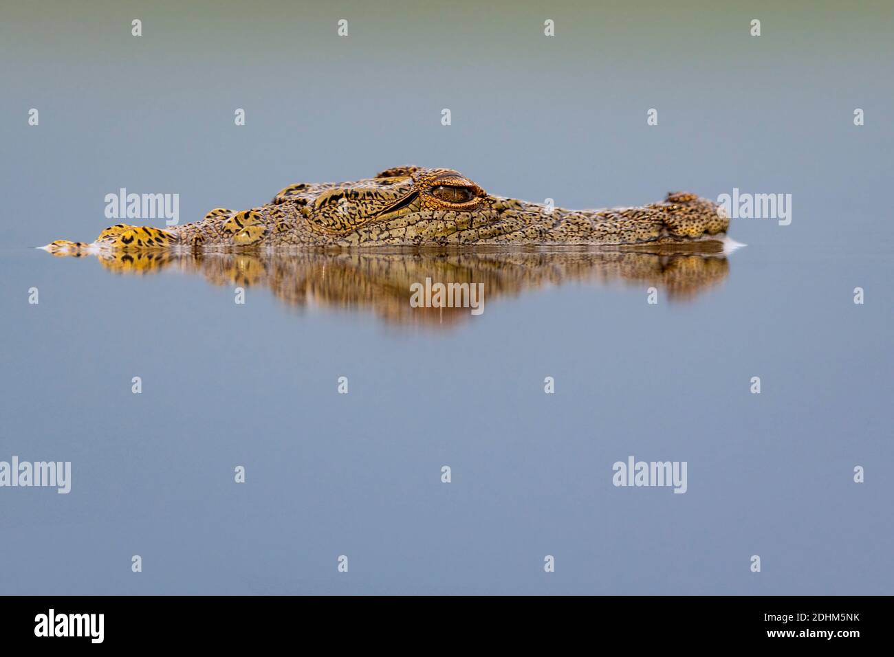 Junge nilkordile (Crocodylus niloticus) im Wasser im Zimanga Private Reserve, Südafrika. Stockfoto