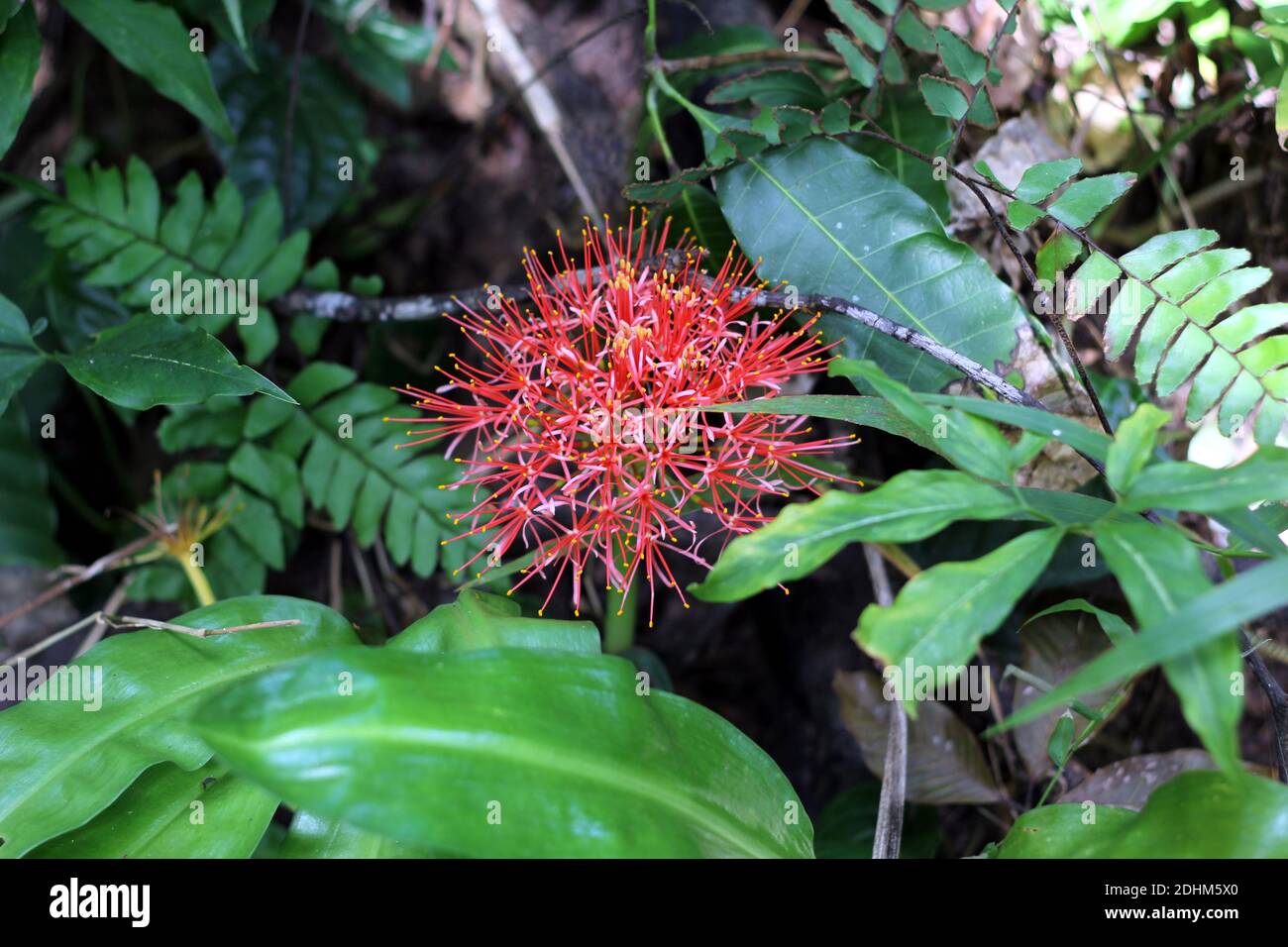 Strauß Seltene rote Blume in freier Wildbahn Stockfoto