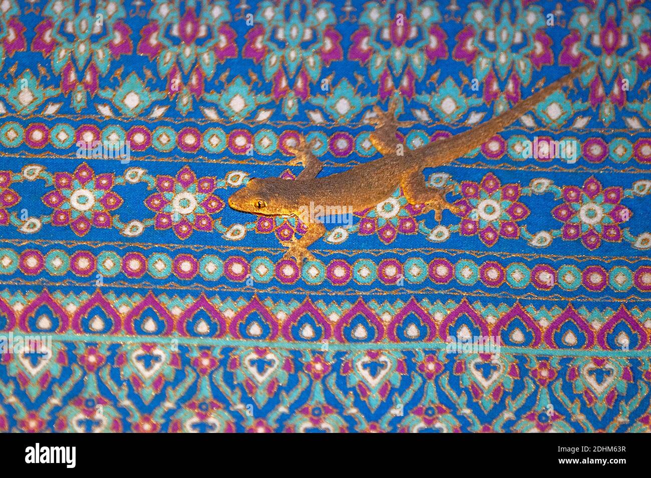 Gemeiner Hausgecko (Hemidactylus frenatus) auf einem bunten Teppich in einer Lodge in Sepilko, Sabah, Borneo sitzend. Stockfoto