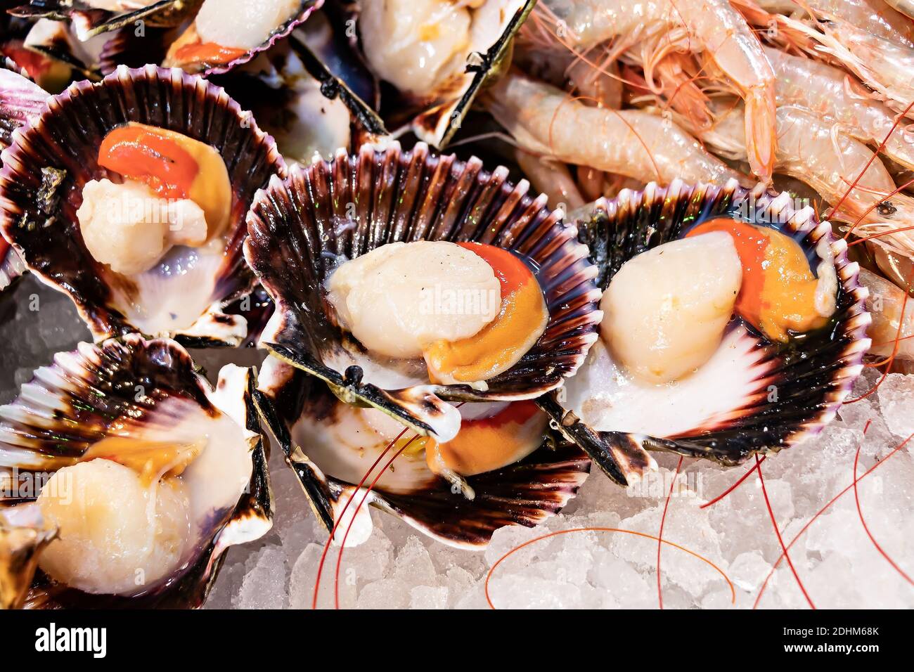 Rohe Jakobsmuscheln In Muscheln Stockfotos und -bilder Kaufen - Alamy