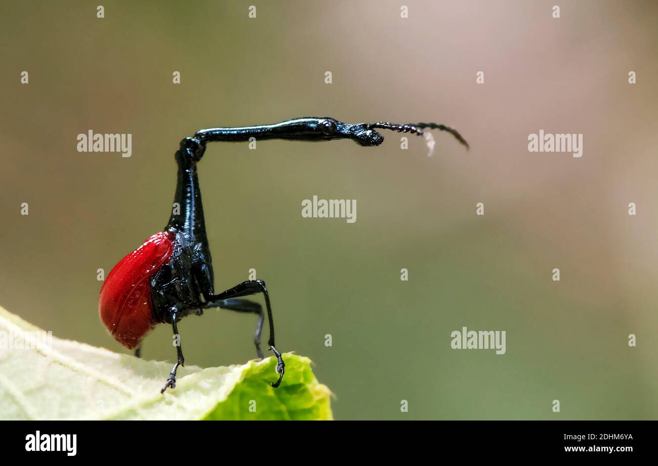 Männlicher Giraffenwedel (Trachelophorus giraffa) aus dem Andasibe-Nationalpark, Madagaskar Stockfoto