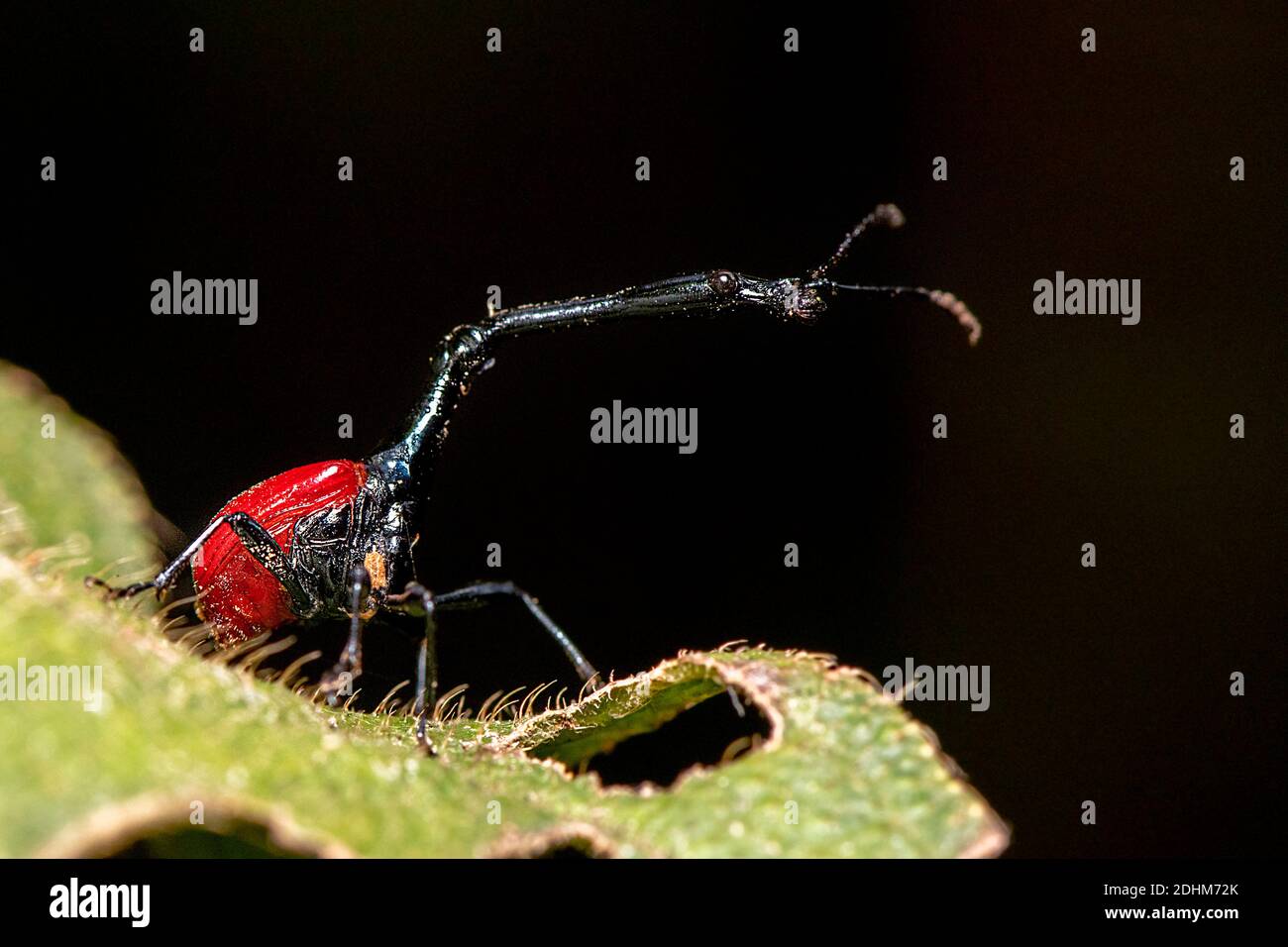 Männlicher Giraffenwedel (Trachelophorus giraffa) aus dem Andasibe-Nationalpark, Madagaskar Stockfoto