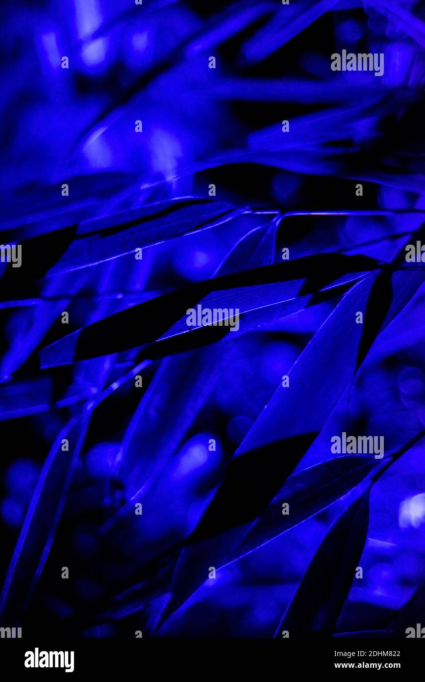 Blue Leaf abstrakt Art Print oder Hintergrund Textur aus der Natur Mit blauer Beleuchtung bei Nacht Stockfoto