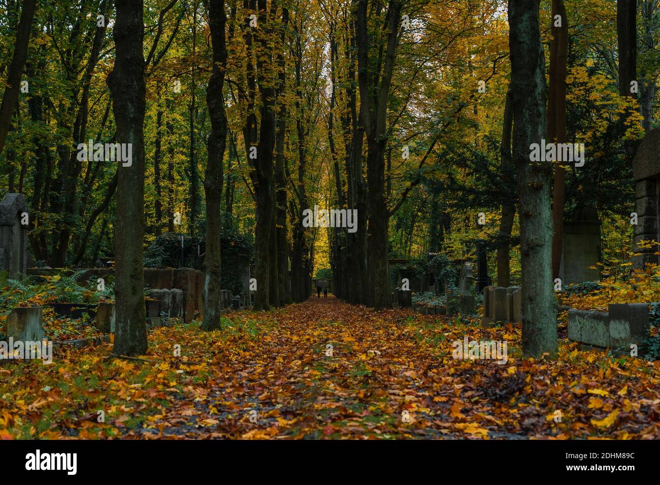 Eine Allee in einem Friedhof im Herbst, Herbstfriedhof mit vielen gelben Blättern, jüdischer Friedhof in Berlin Stockfoto