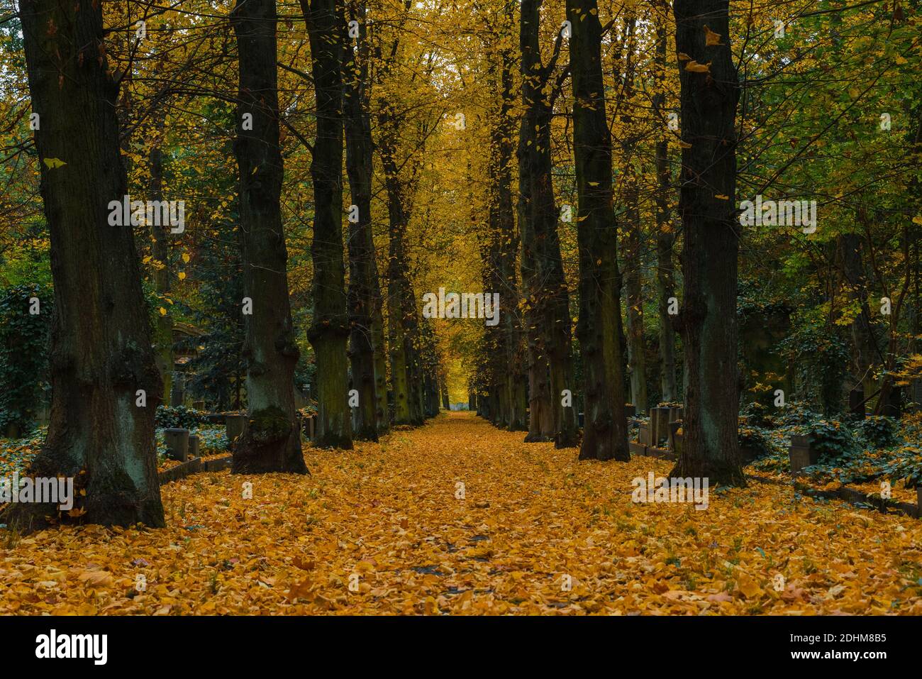 Eine Allee in einem Friedhof im Herbst, Herbstfriedhof mit vielen gelben Blättern, jüdischer Friedhof in Berlin Stockfoto