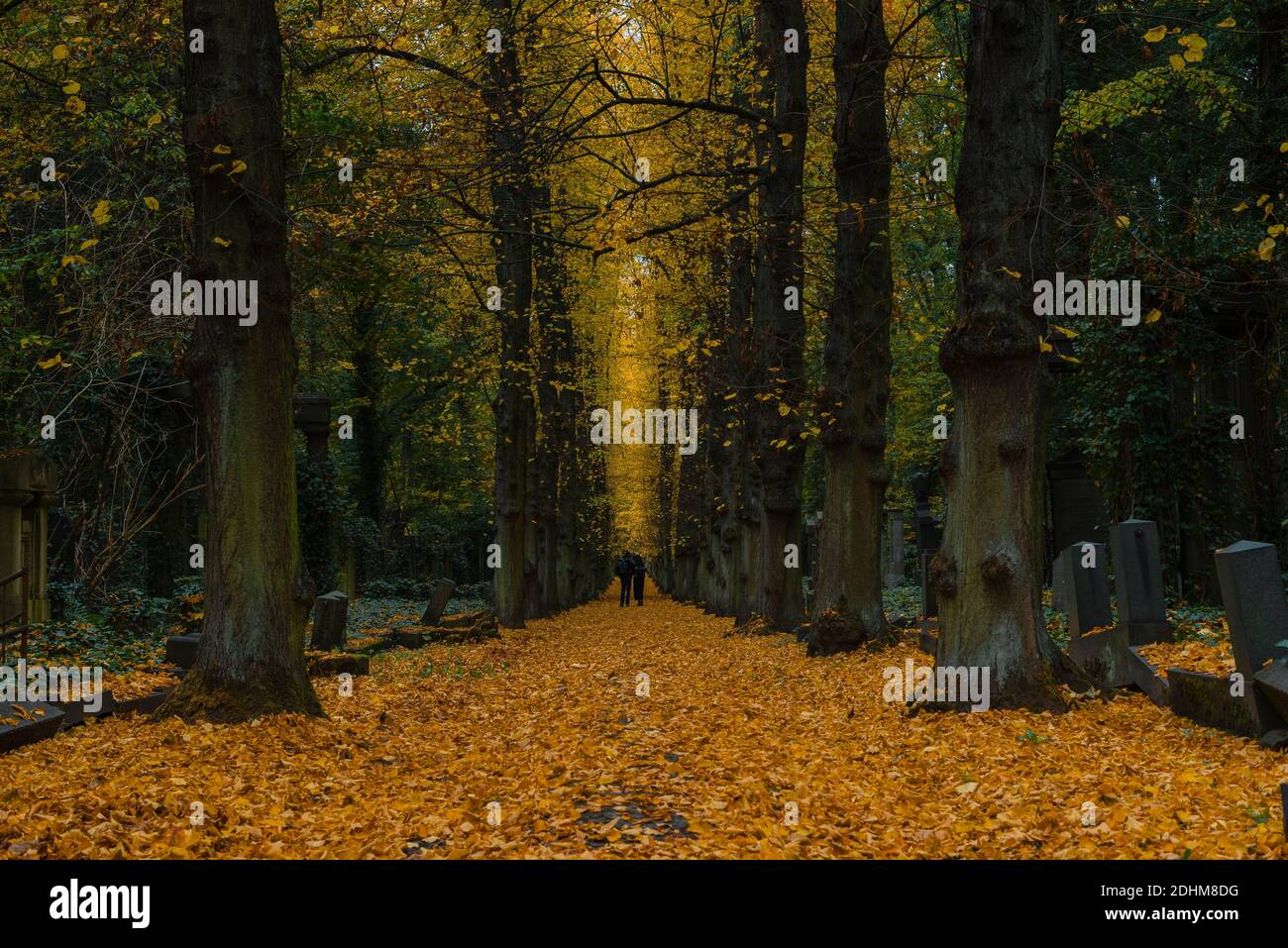 Eine Allee in einem Friedhof im Herbst, Herbstfriedhof mit vielen gelben Blättern, jüdischer Friedhof in Berlin Stockfoto