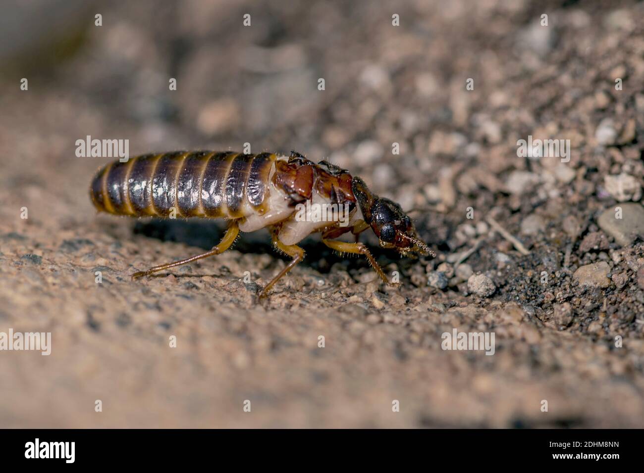 Termite (Odontotermes sp.), die kurz nach dem Schwärmen ihre Flügel verloren hat (< 24 Stunden) und nun einen Partner sucht. Zimanga Stockfoto