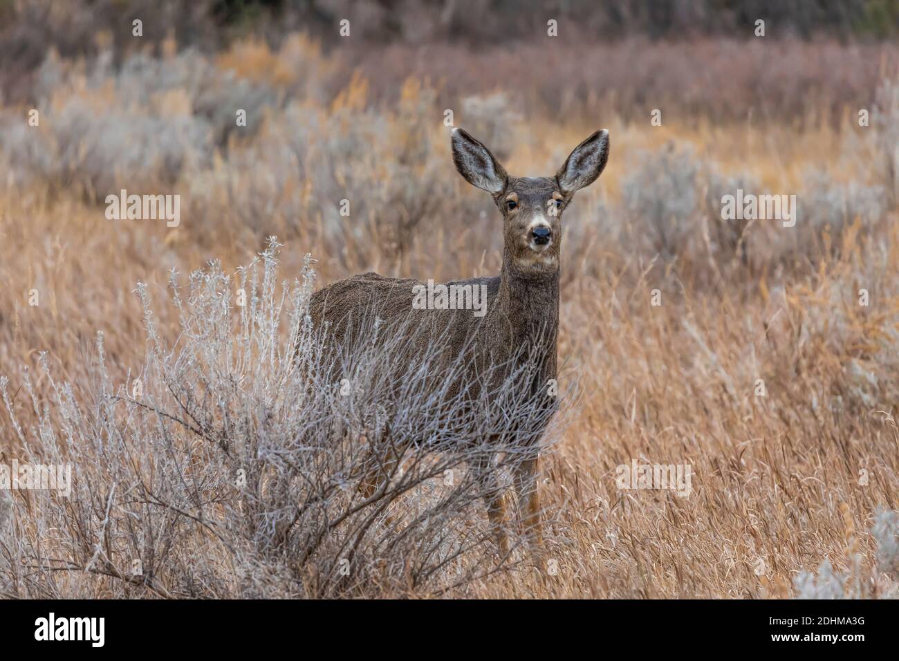 Mule Deer, Odocoileus hemionus, im Theodore Roosevelt National Park in der Nähe von Medora, North Dakota, USA Stockfoto