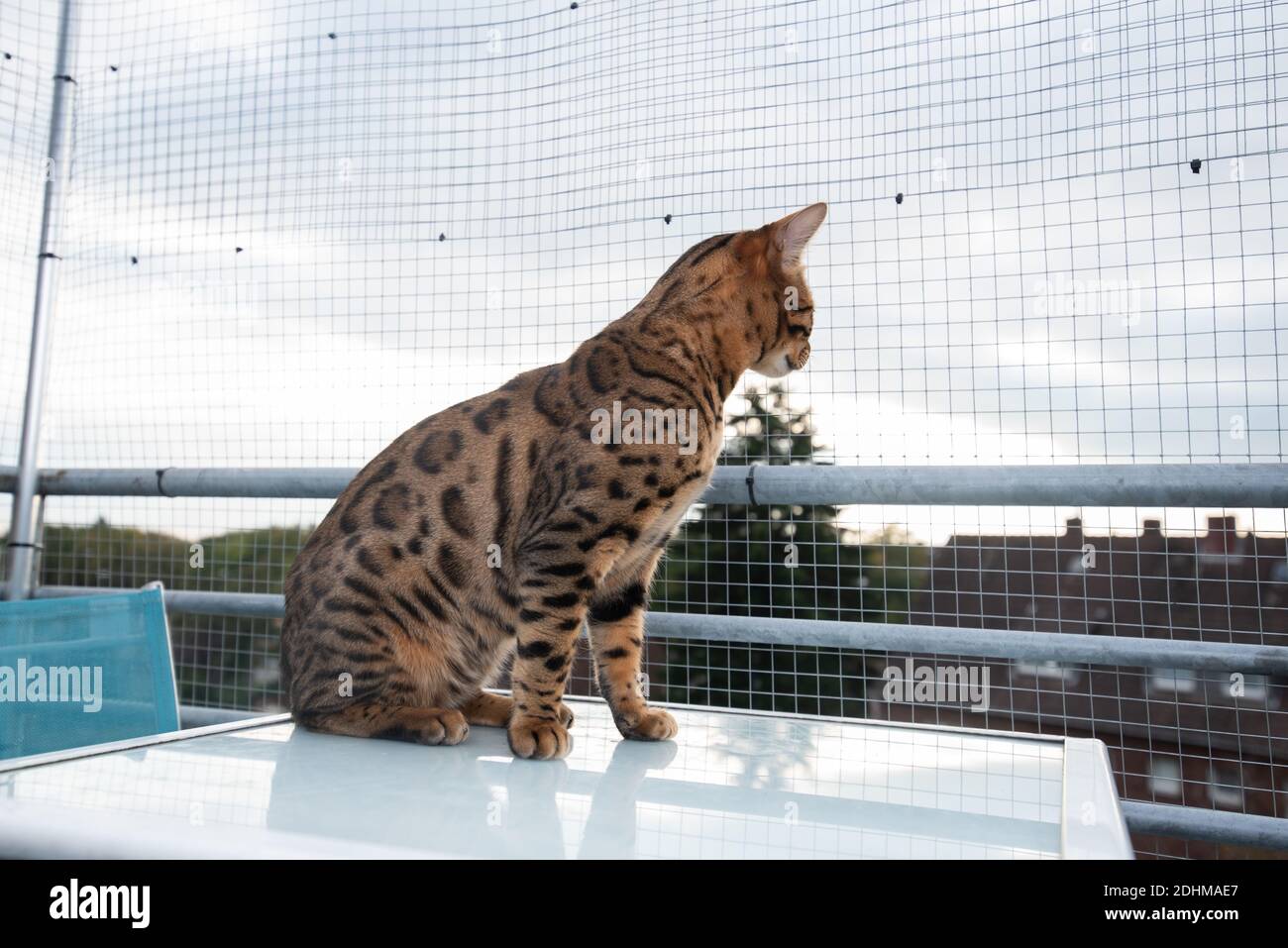 bengalkatze sitzt auf dem Tisch auf dem Balkon davor Das Sicherheitsnetz schaut nach unten und beobachtet die Nachbarschaft von oben Stockfoto