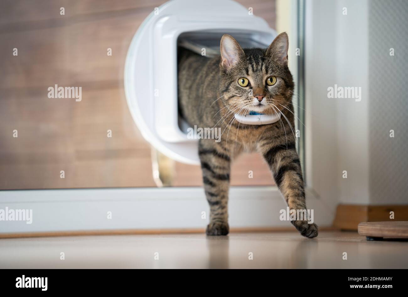 Tabby Hauskatze nach Hause kommen, die Zimmer durch Katzenklappe im Fenster Blick nach vorne trägt gps-Tracker am Kragen Stockfoto