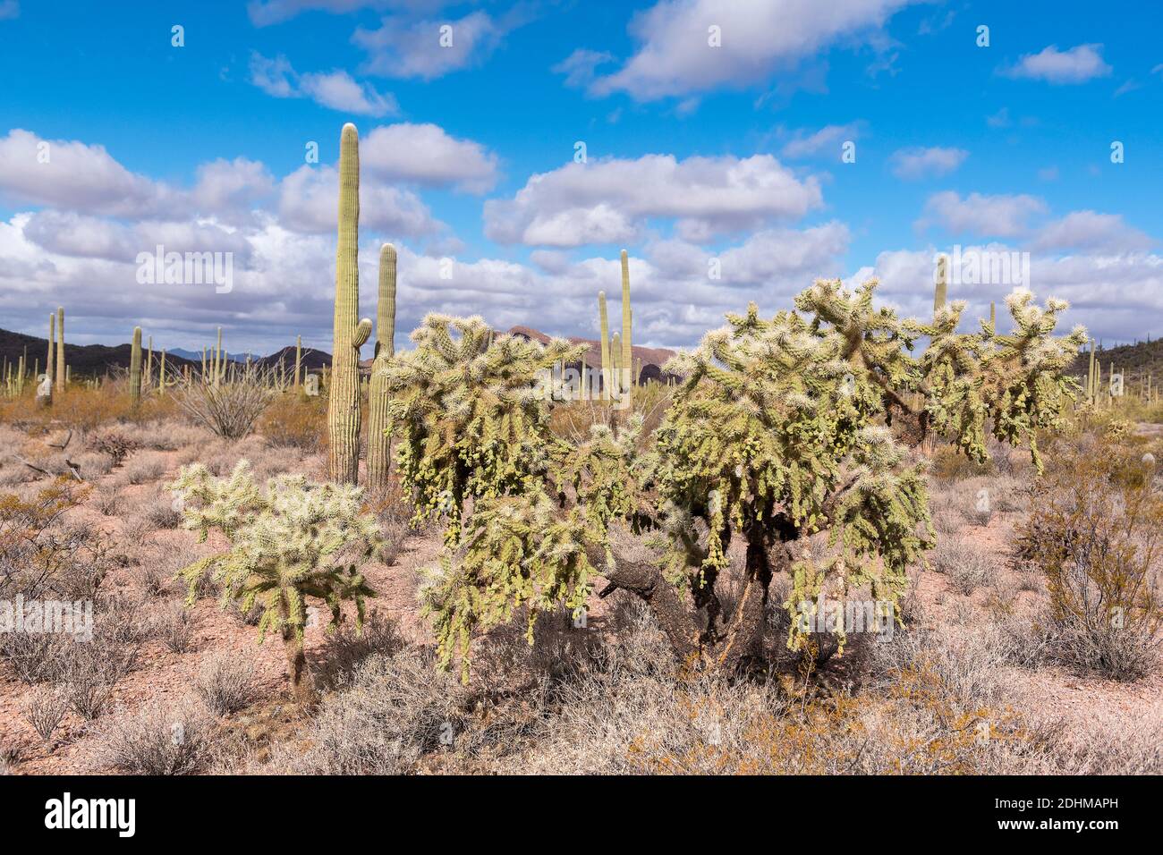 Hängende Kettenkolla (Cylindropuntia fulgida) und Saguaros vom Organ Pipe Cactus National Monument, Süd Arizona. Stockfoto