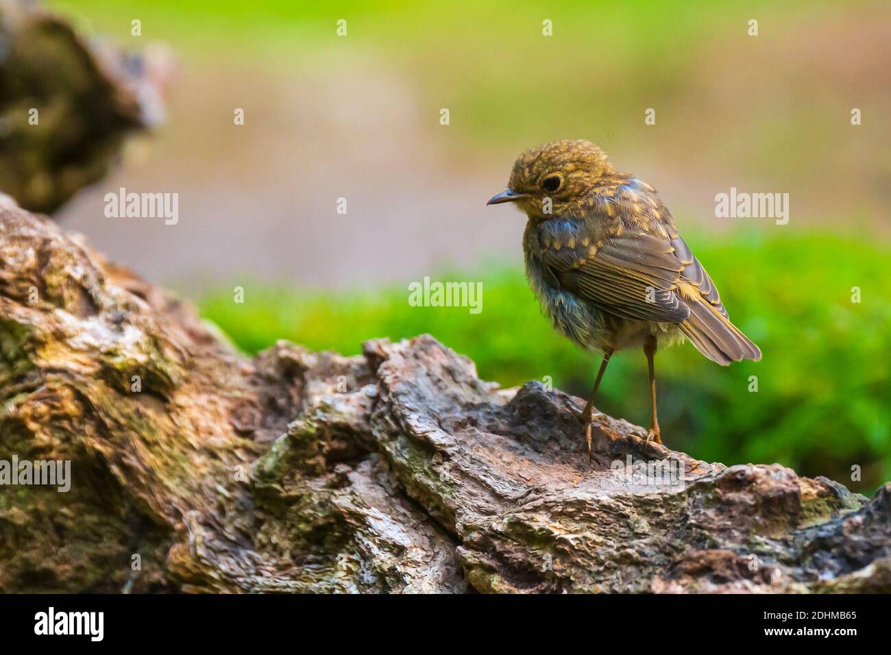 Europäischer Rotkehlchen (Erithacus rubecula) Küken in einer Vorhaut thront Stockfoto