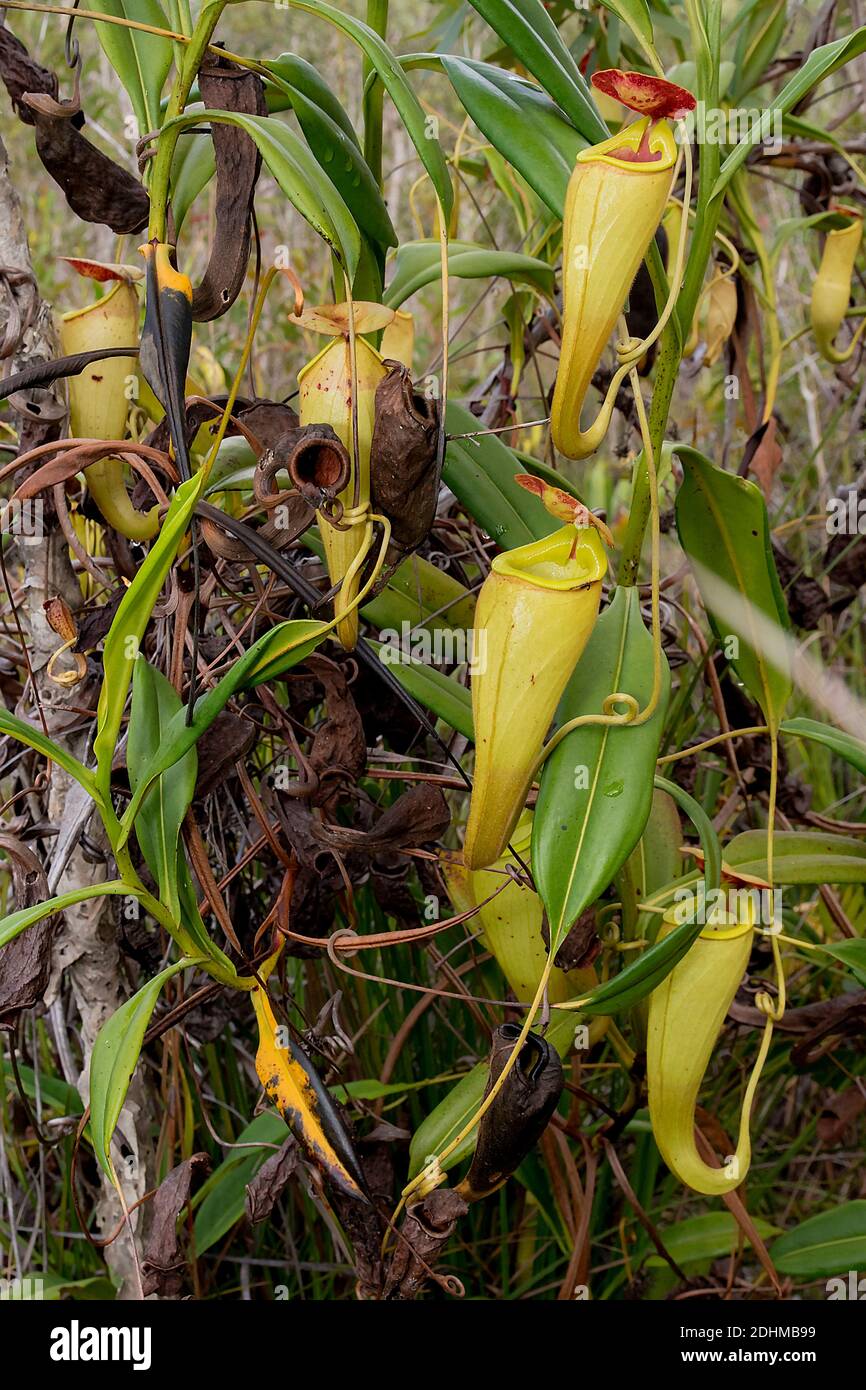 Kannenpflanzen (Nephentes madagascariences) mit jungen und alten Kannengewächsen in Feuchtgebieten in der Nähe des Palmarium Resorts, im Osten Madagaskars. Stockfoto