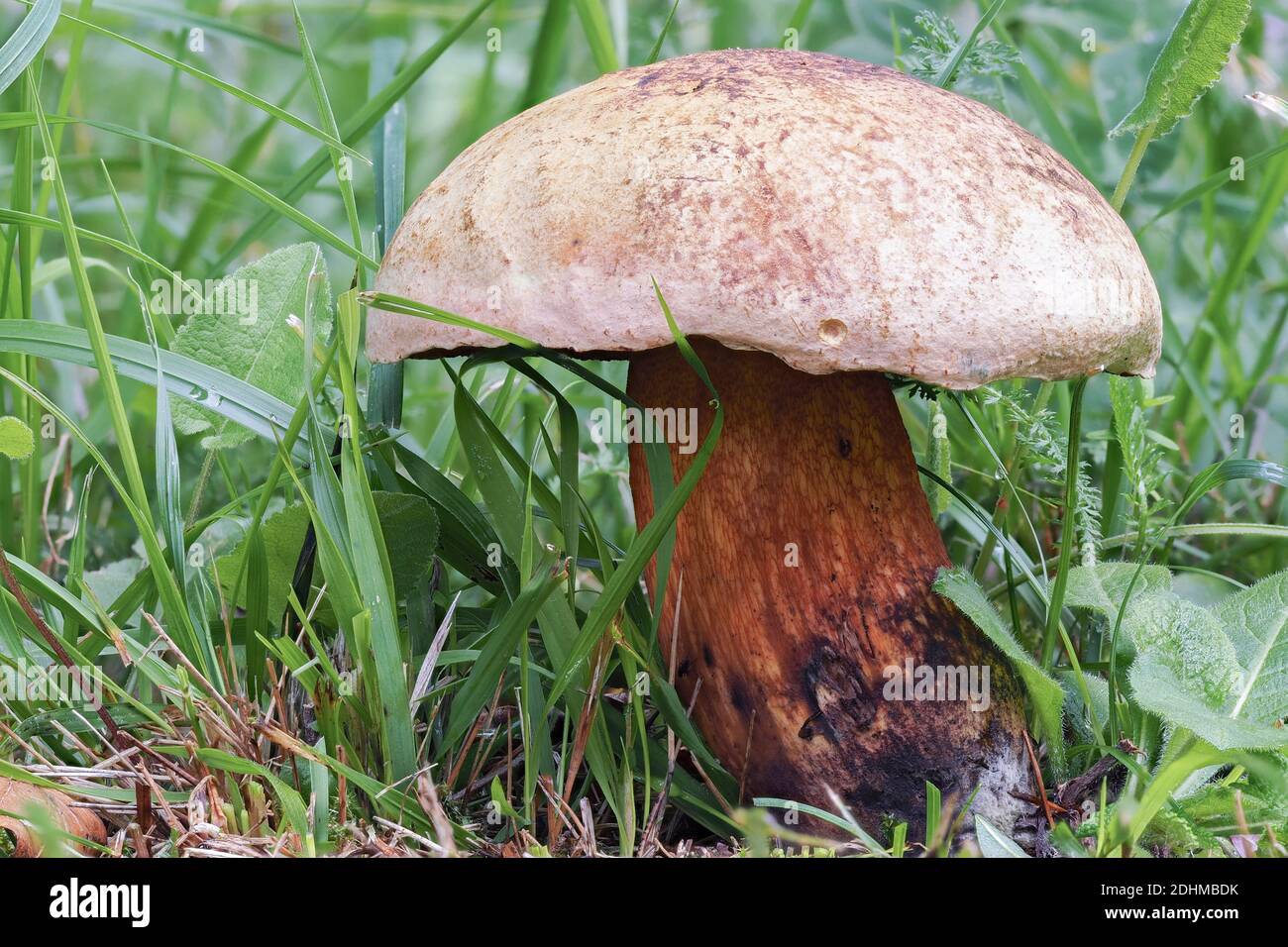 Der lauernde Bolete (Suillellus luridus) ist ein essbarer Pilz, gestapeltes Makrofoto Stockfoto