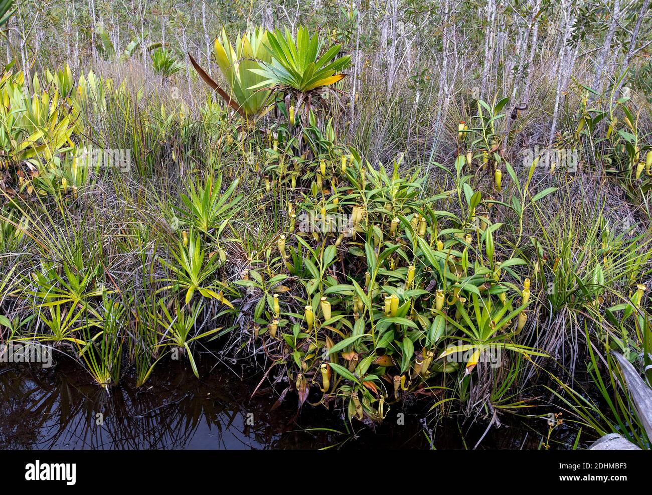 Feuchtgebiet Lebensraum mit Kannenpflanzen (Nephentes madagascariences) in der Nähe des Palmarium Resorts, Ost-Madagaskar. Stockfoto