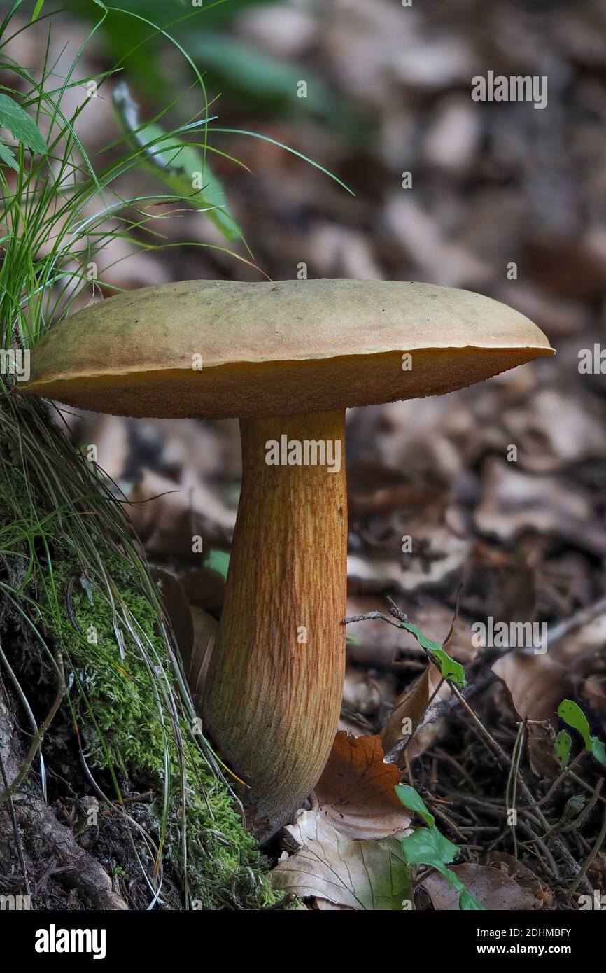 Der lauernde Bolete (Suillellus luridus) ist ein essbarer Pilz, gestapeltes Makrofoto Stockfoto