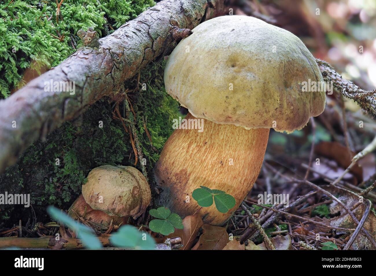 Der lauernde Bolete (Suillellus luridus) ist ein essbarer Pilz, gestapeltes Makrofoto Stockfoto