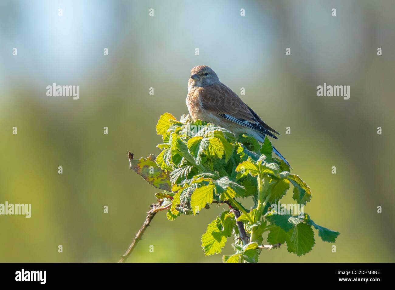 Nahaufnahme Porträt eines Linnet Vogel Weibchen, Carduelis cannabina, Anzeige und Suche nach einem Partner während der Frühjahrssaison. Singen in den frühen Morgenstunden su Stockfoto
