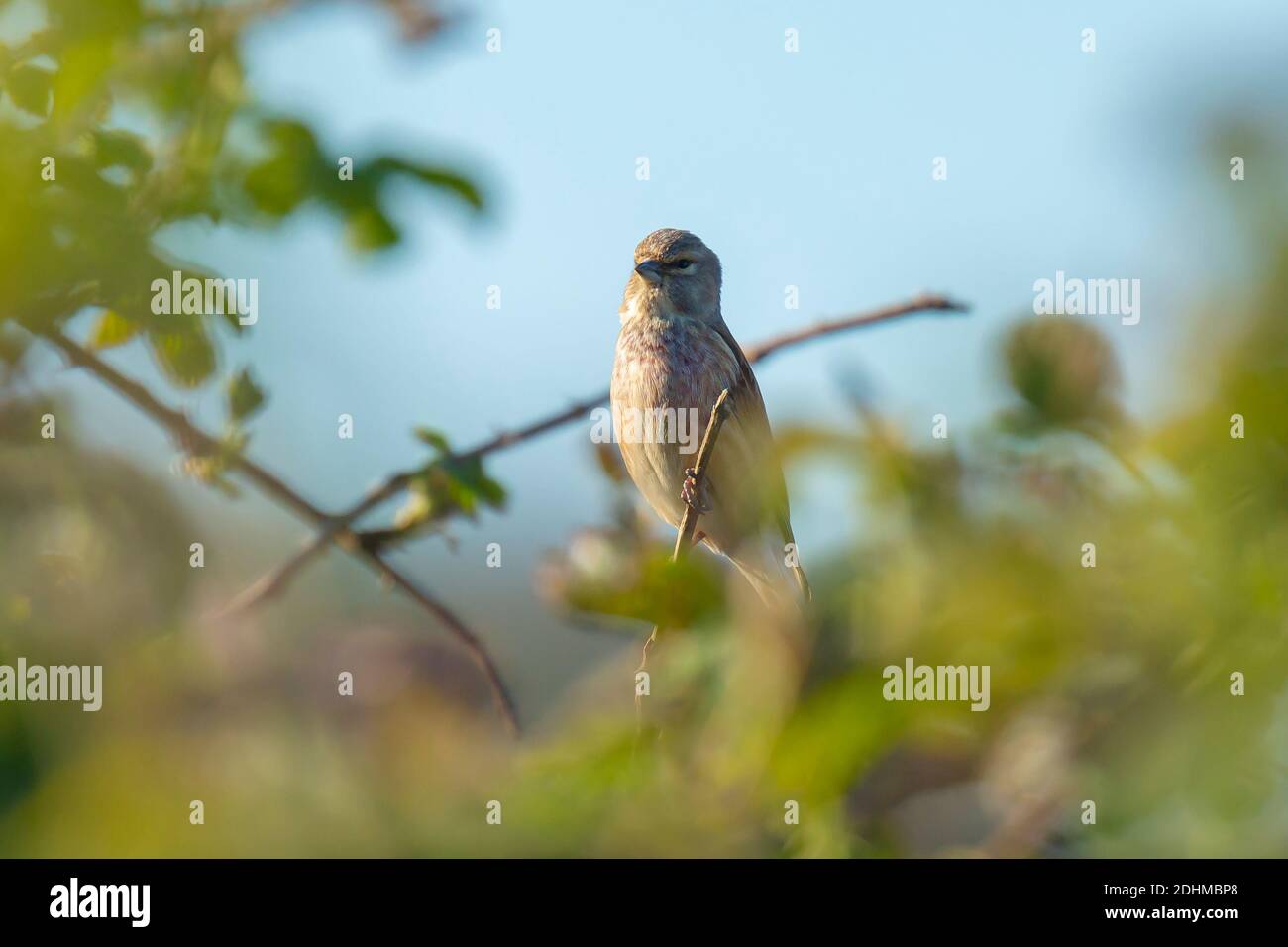 Nahaufnahme Porträt eines Linnet Vogelmännchens, Carduelis cannabina, Anzeige und Suche nach einem Partner während der Frühjahrssaison. Singen in den frühen Morgensonli Stockfoto